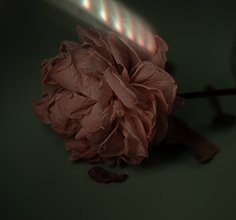 枯萎的花 設(shè)計案例賞析與免費商用資源指南