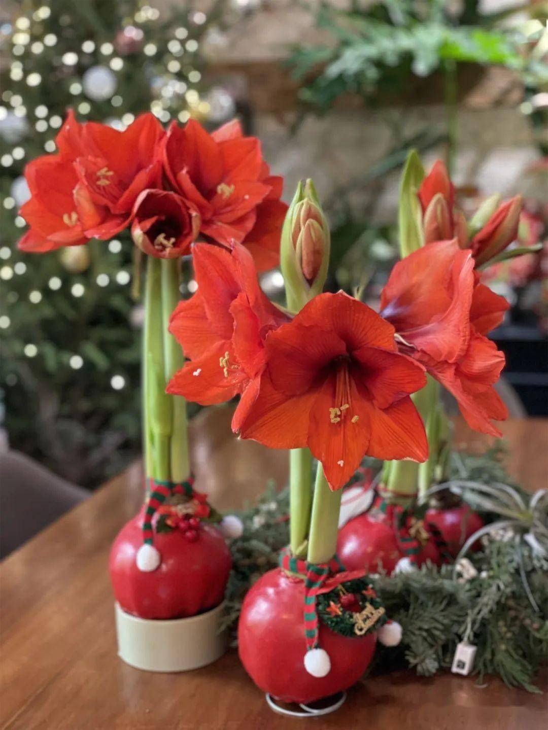 網(wǎng)紅禮物——蠟封朱頂紅 獨特花卉禮品的新風(fēng)尚